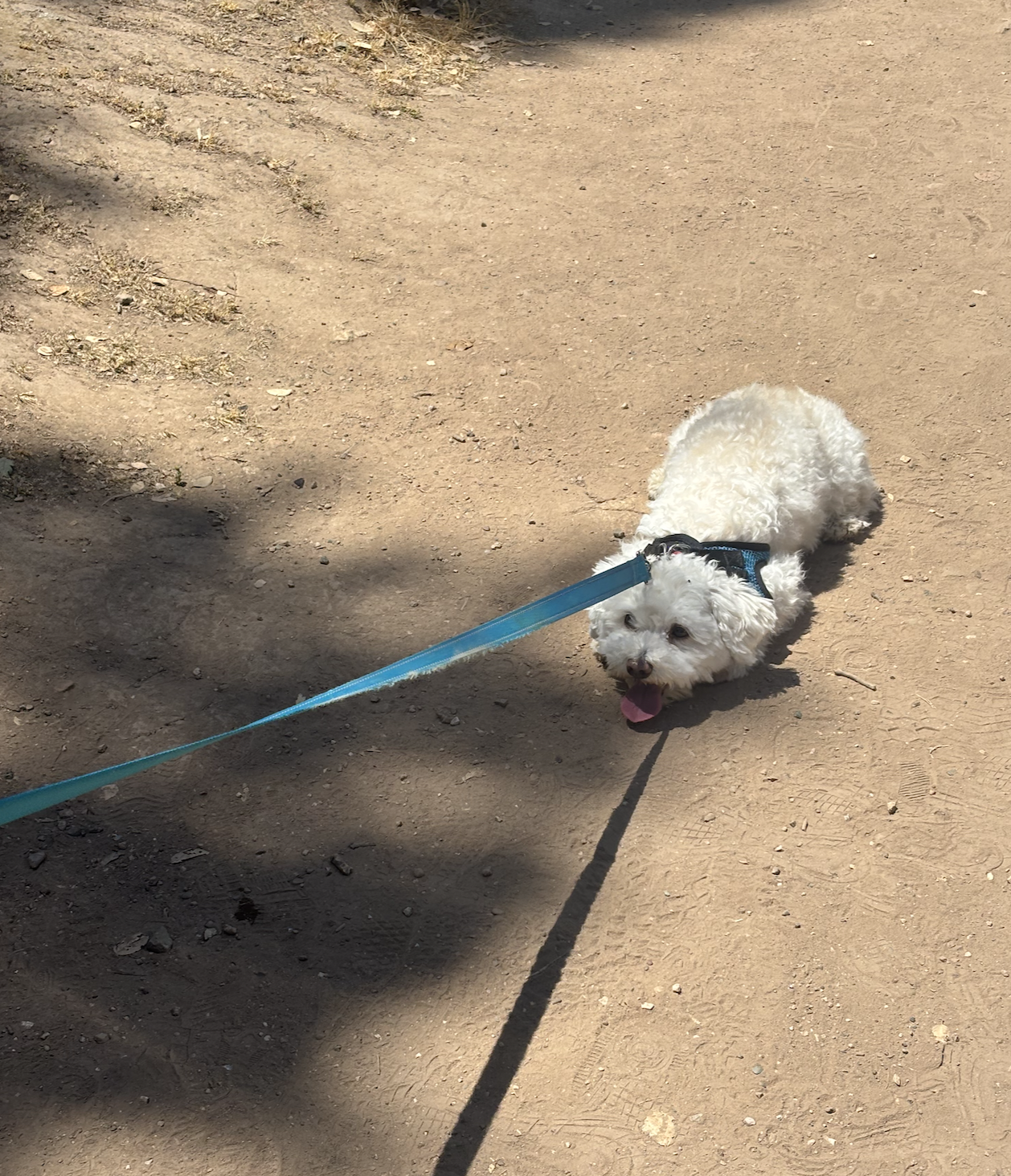 White fluffy puppy sitting on the ground, trying to stall his walk.