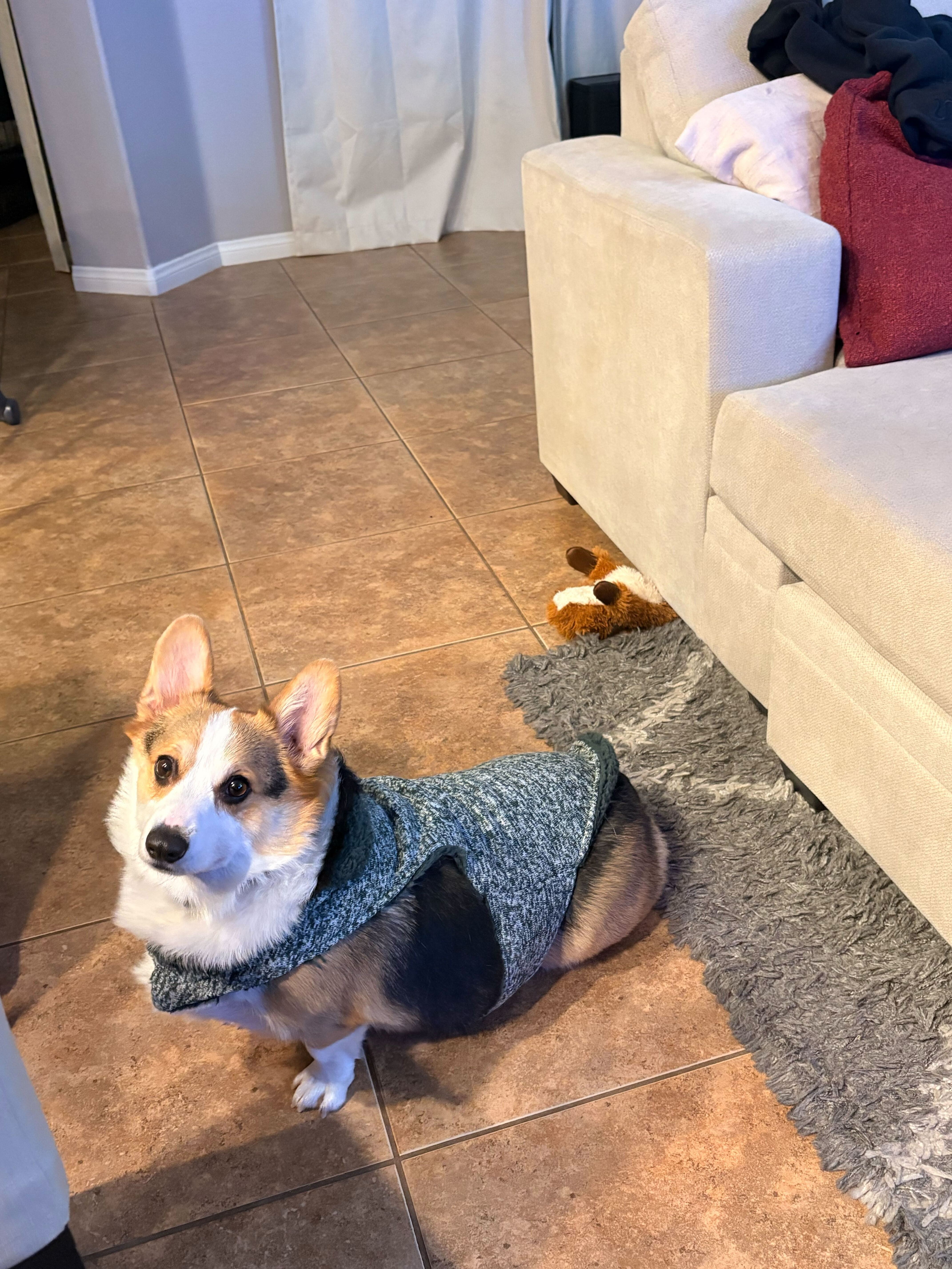 A happy corgi looking up at the camera