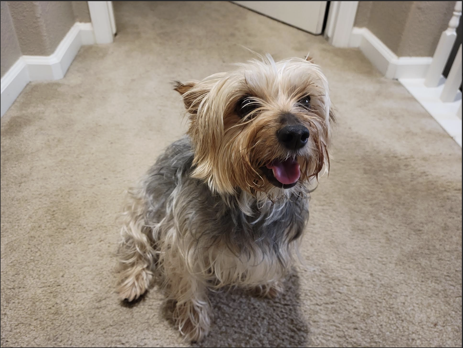 Happy yorkie smiling at the camera