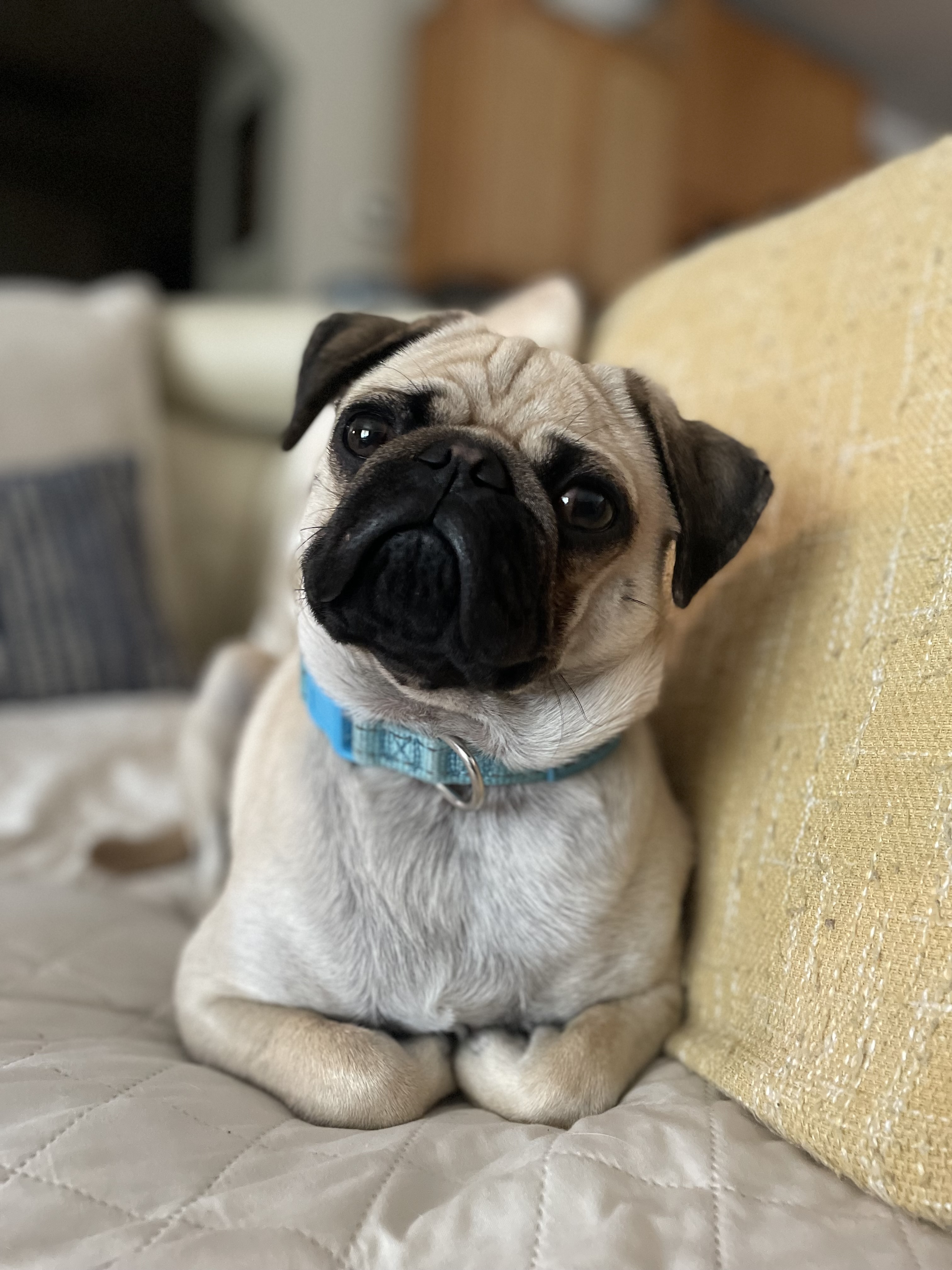 Cute pug