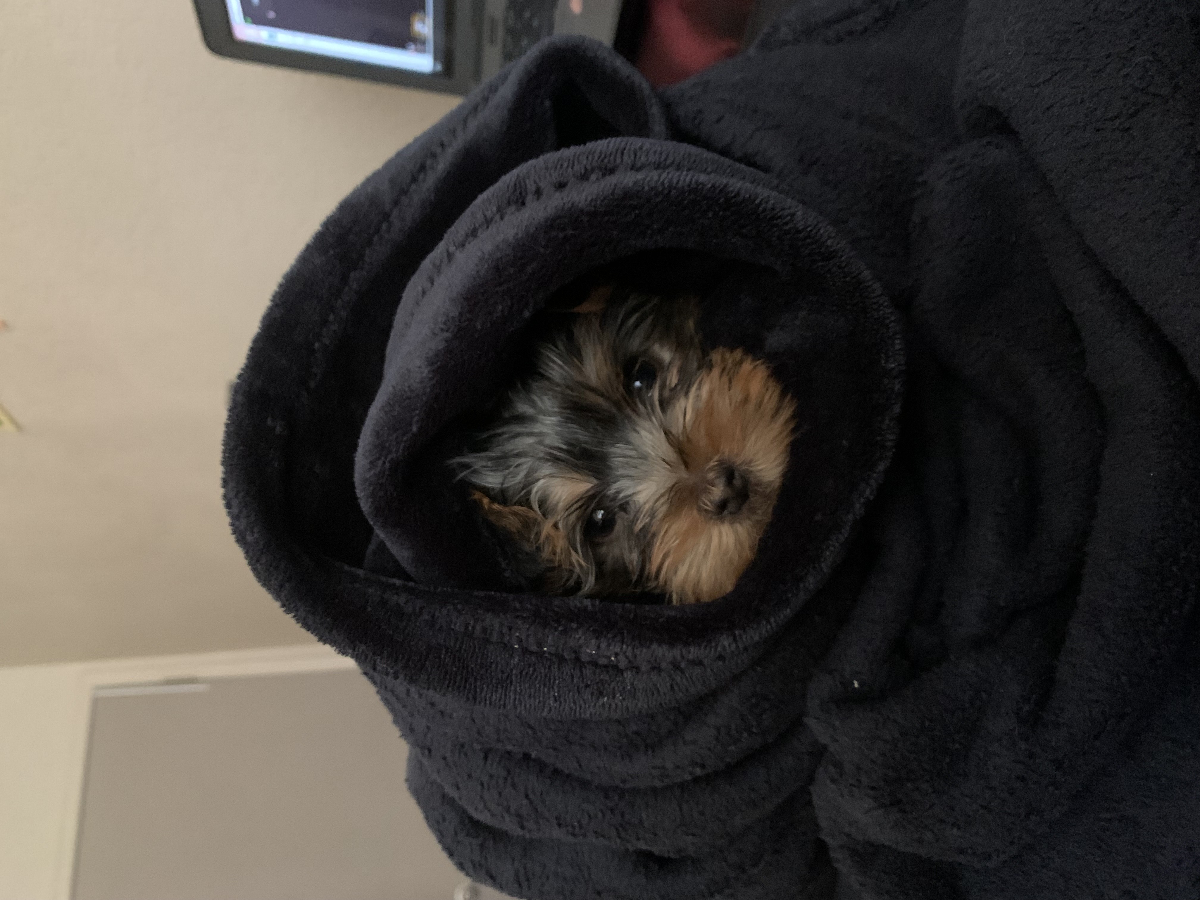 Picture of an adorable dog named Dino