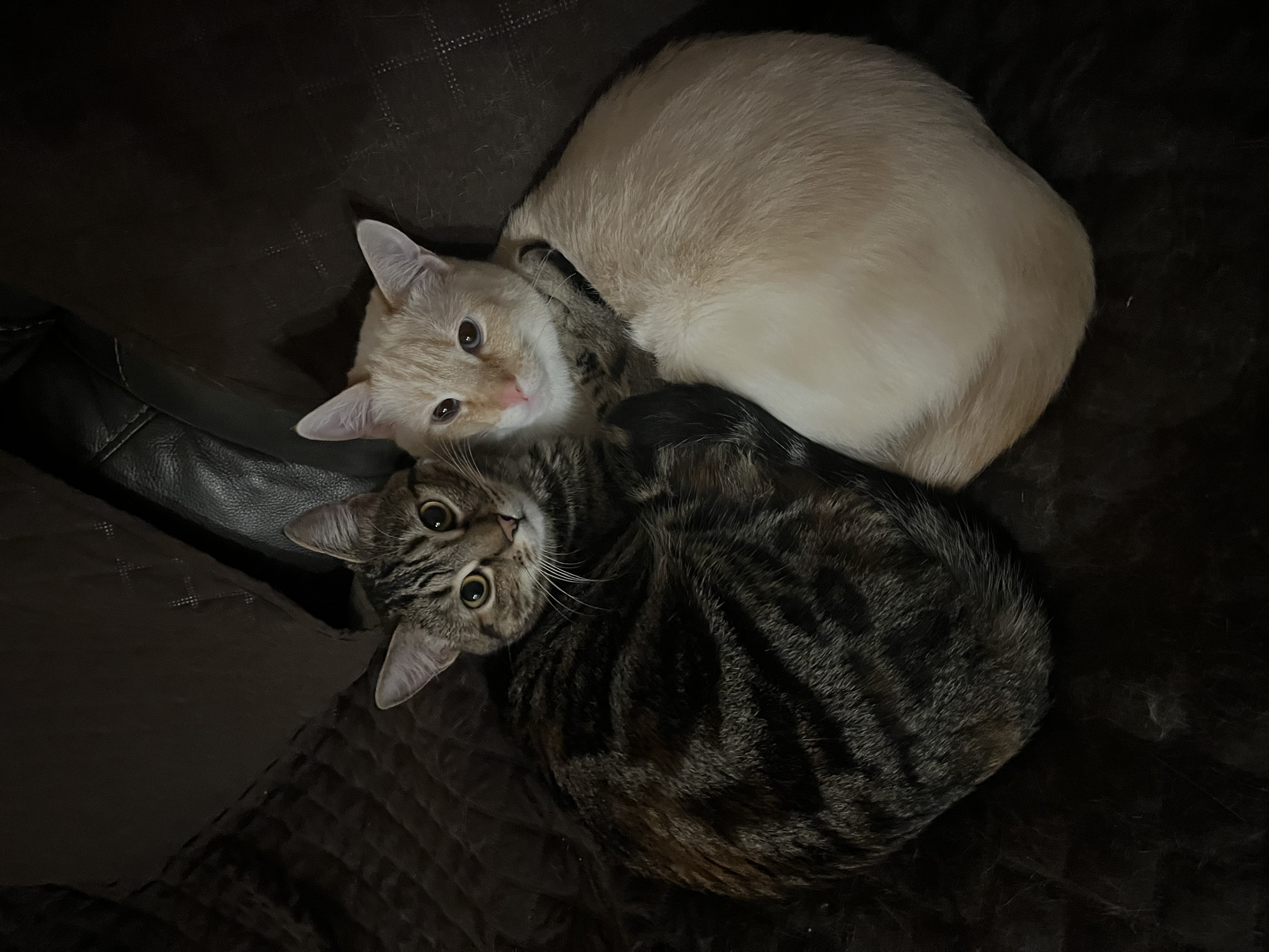 Picture of adorable cats named Fubo and Perry