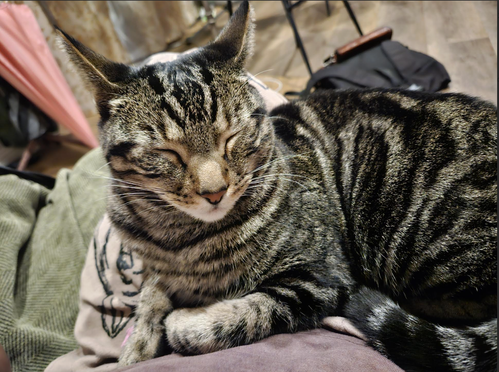 sleepy cat