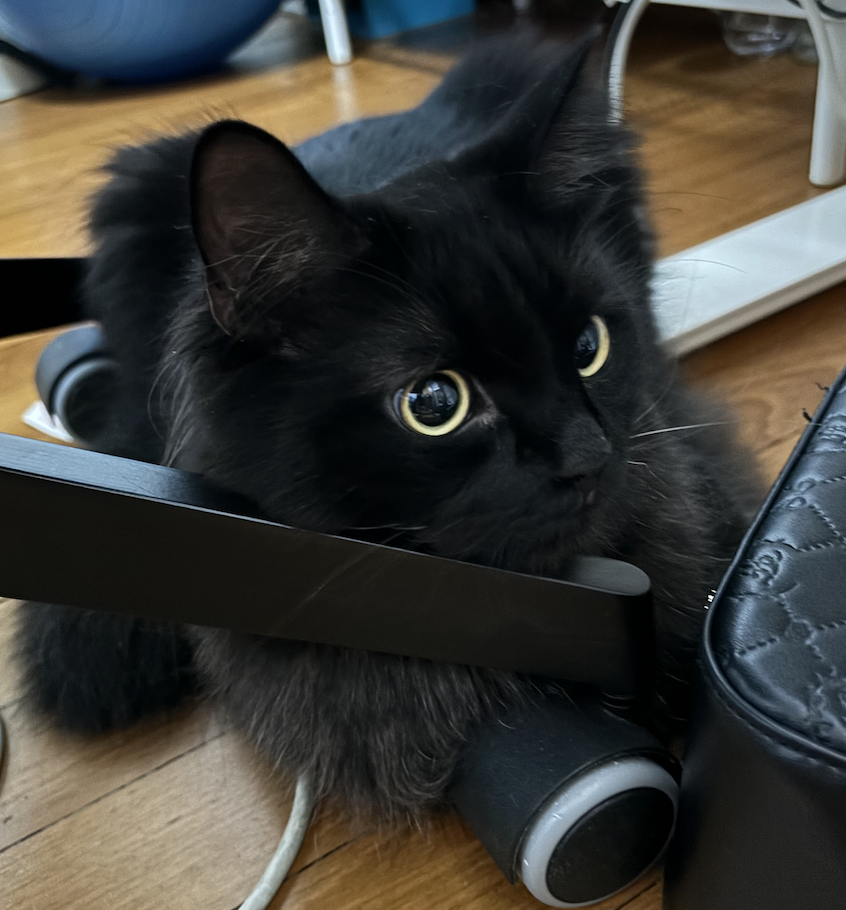cat