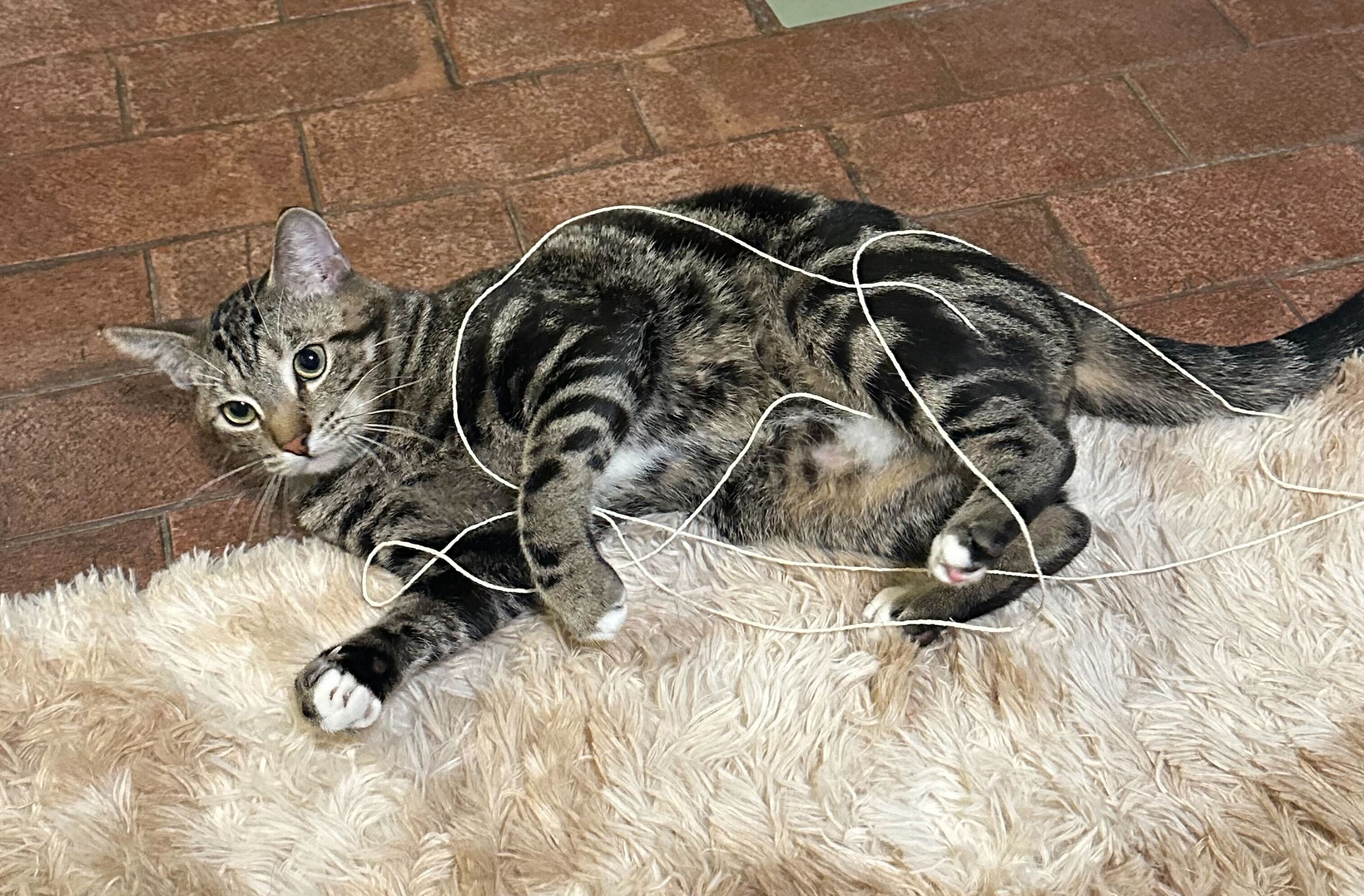 cat