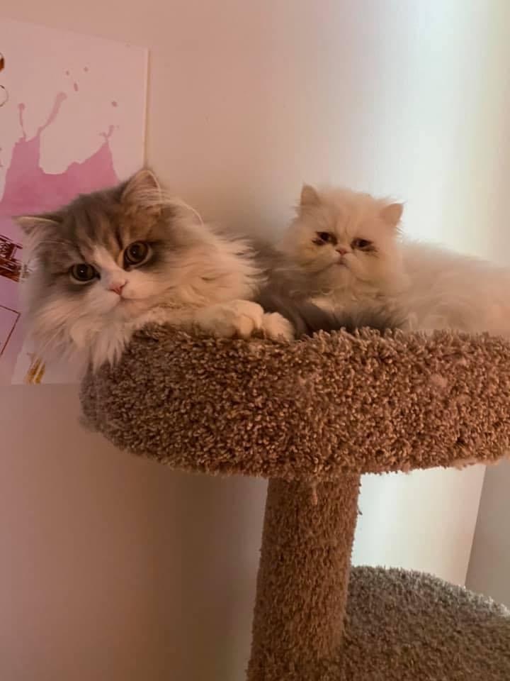 Two cats