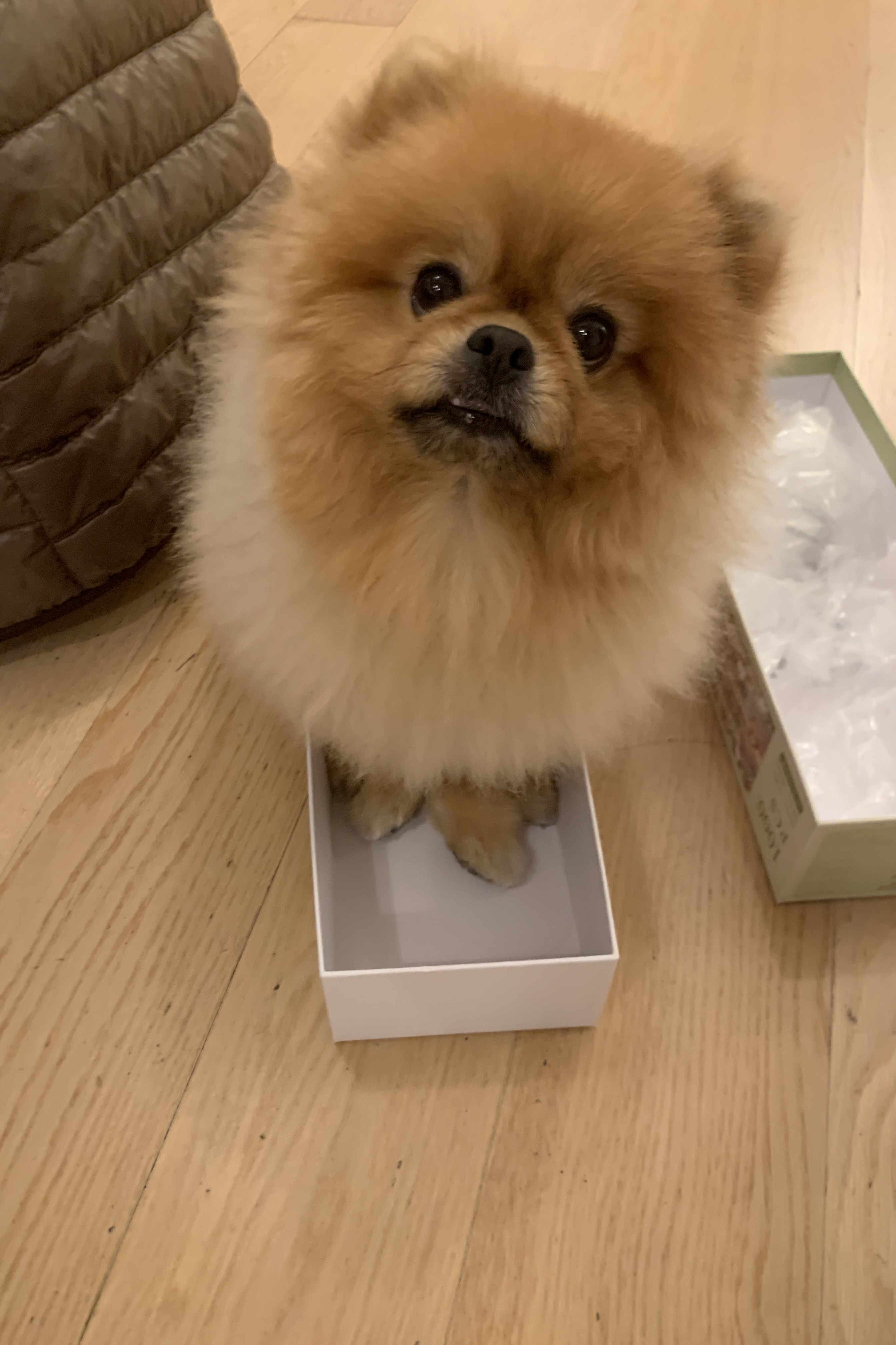 dog