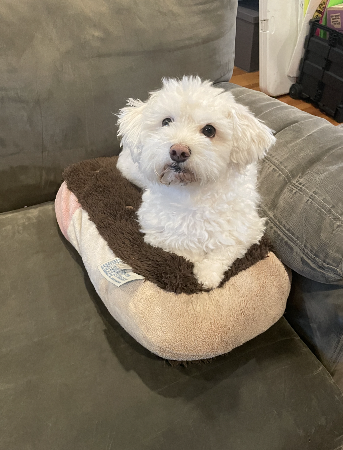 White fluffy puppy sitting on a couch.