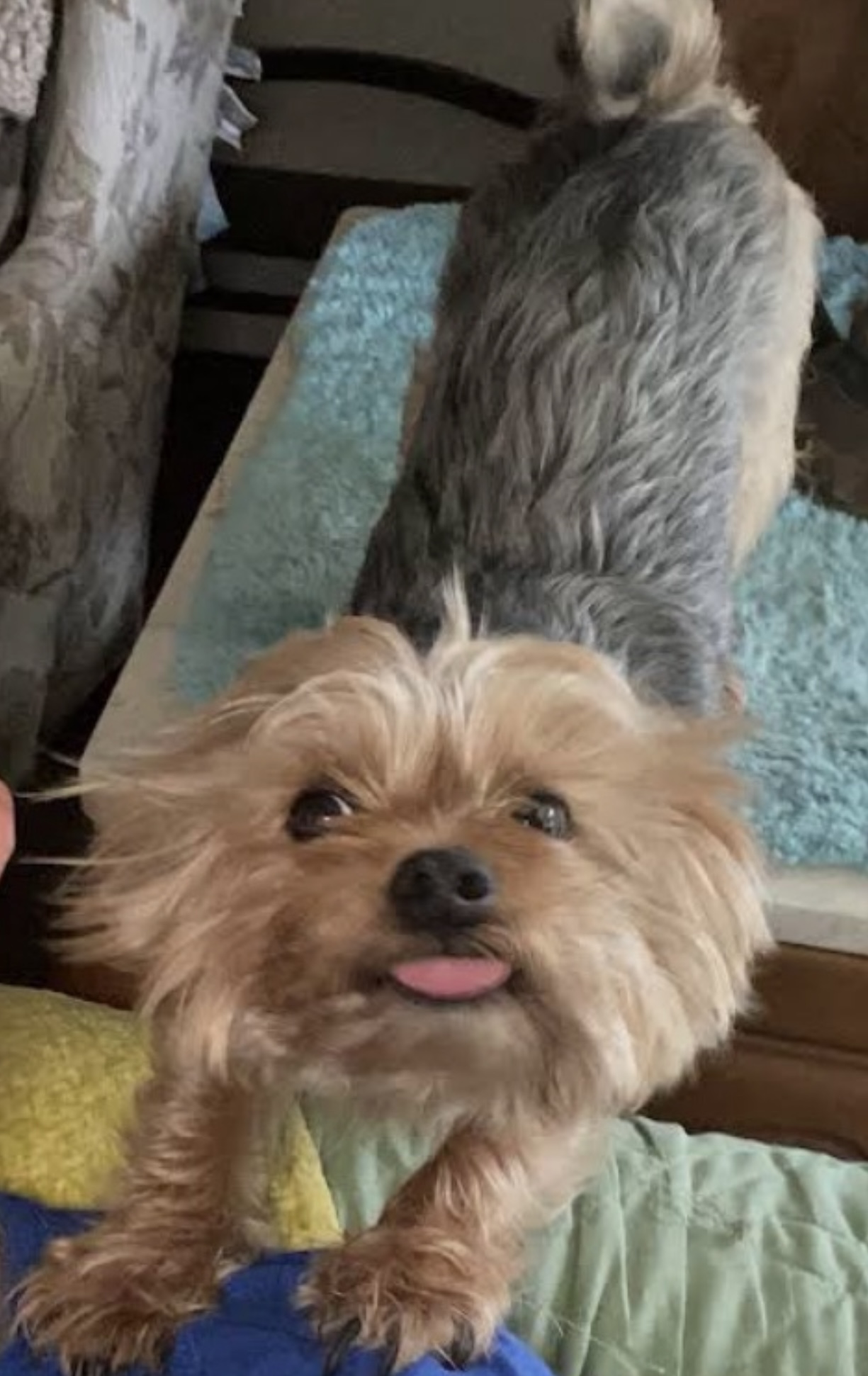 dog