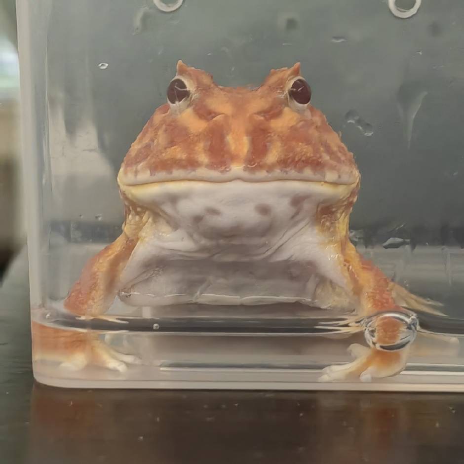Frog staring at camera