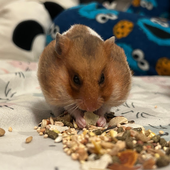 Hamster eating