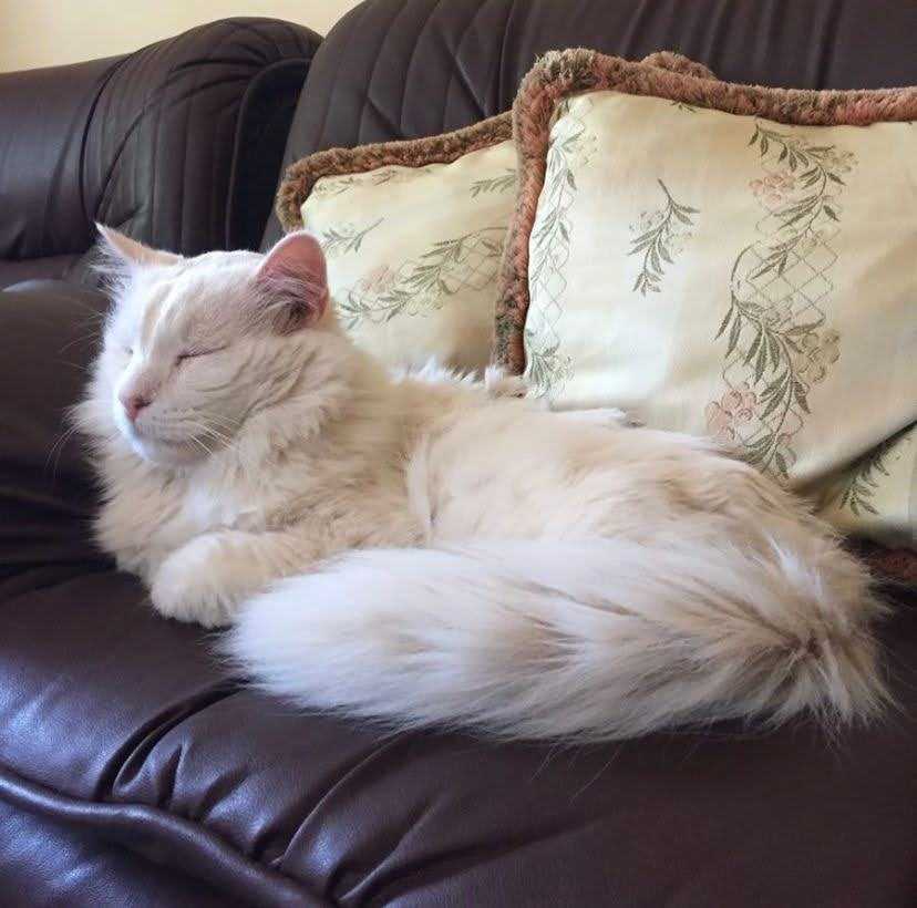 cat