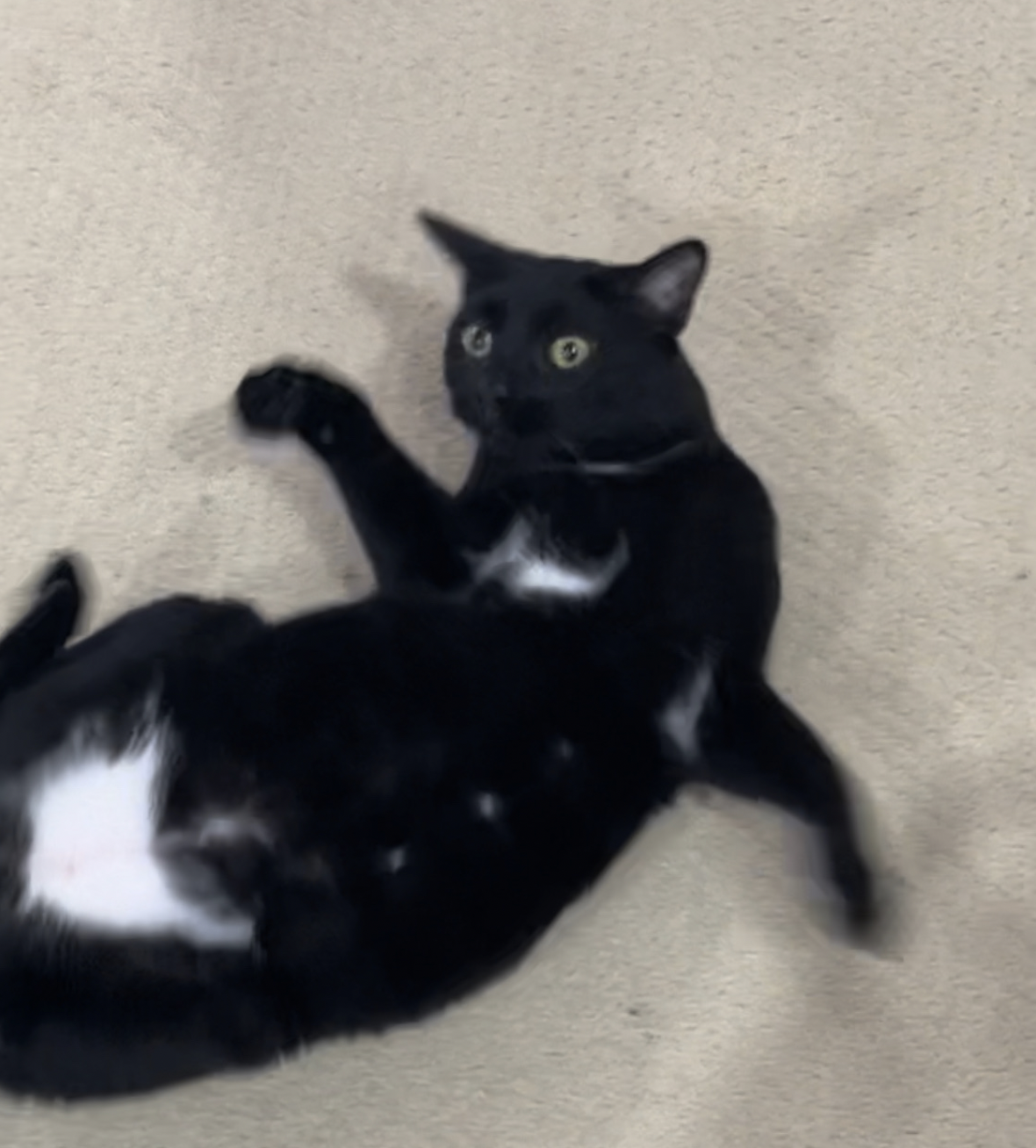 Crazy cat