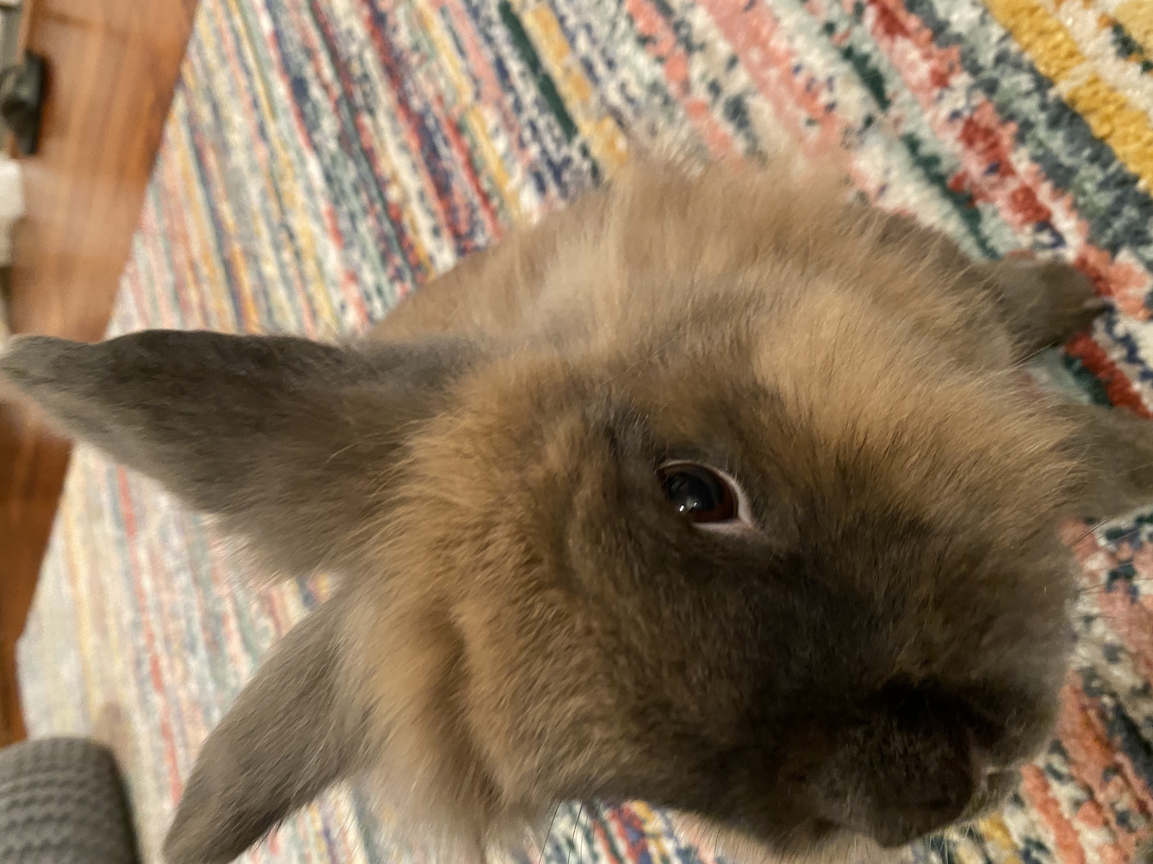chaotic bunny