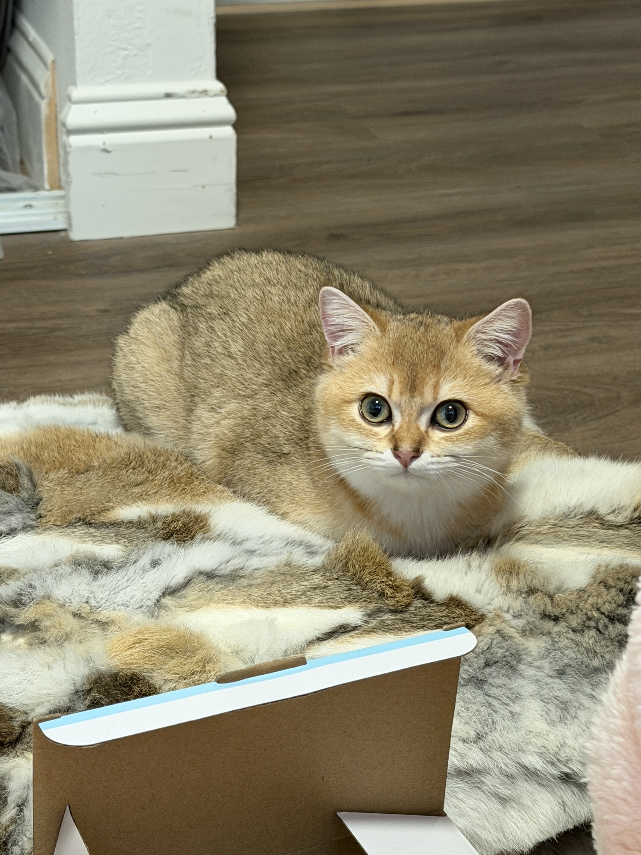 cat