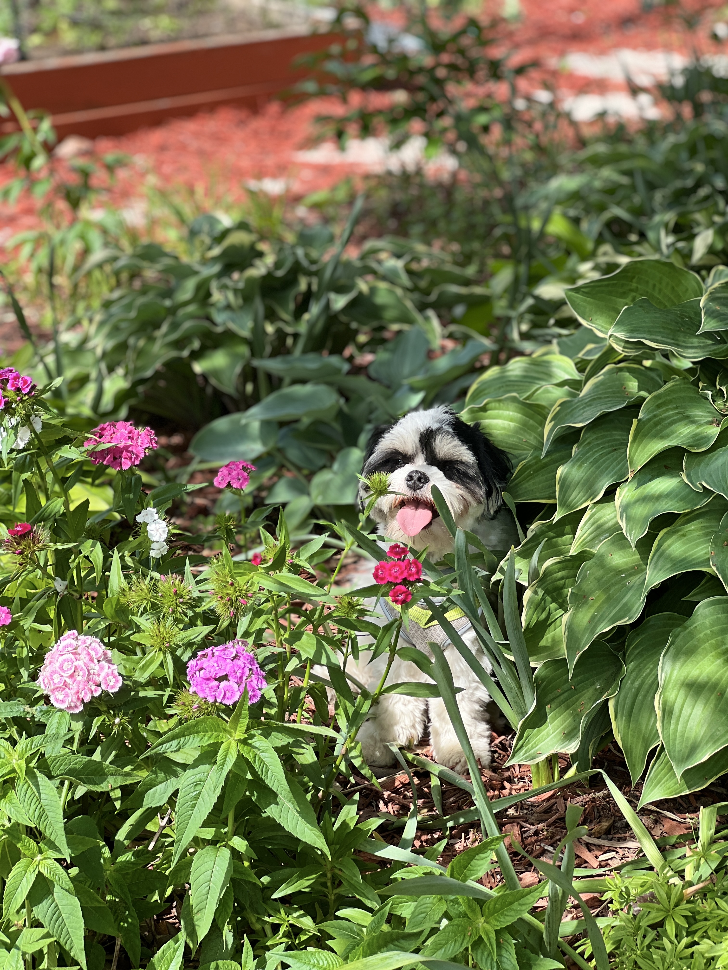 dog in garden