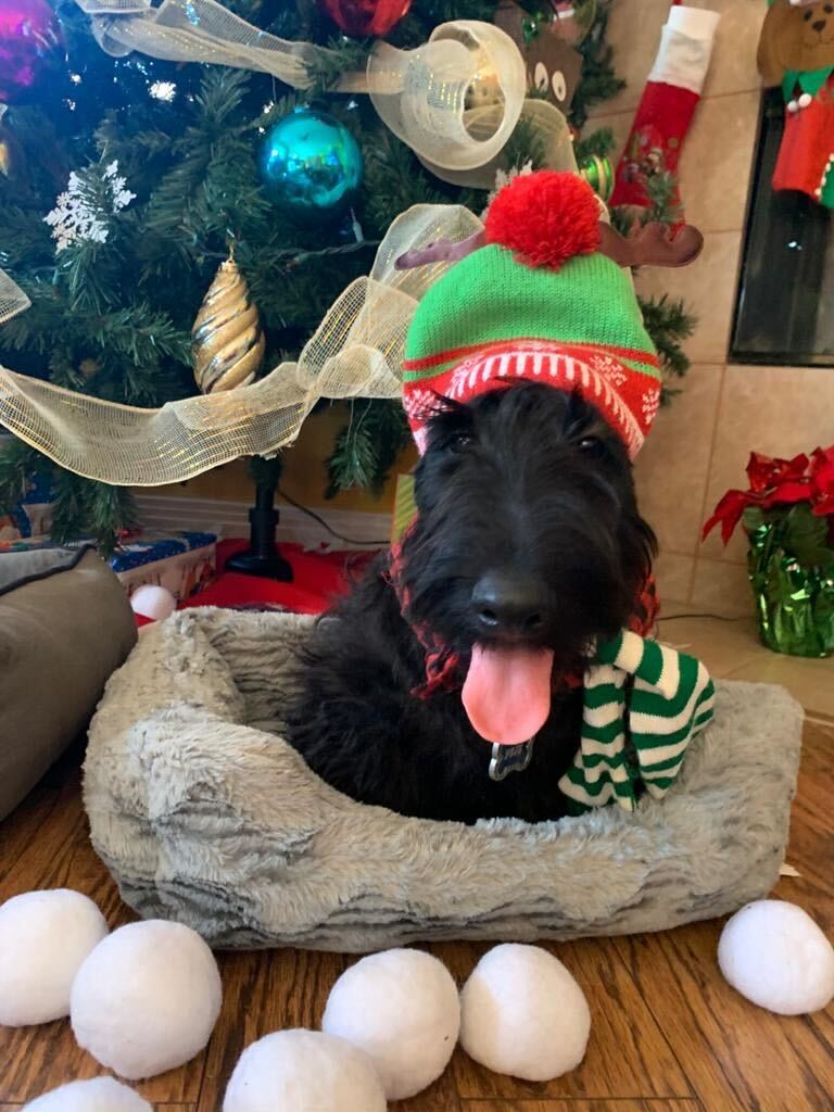 Fluffy black dog sitting under a christmas tree