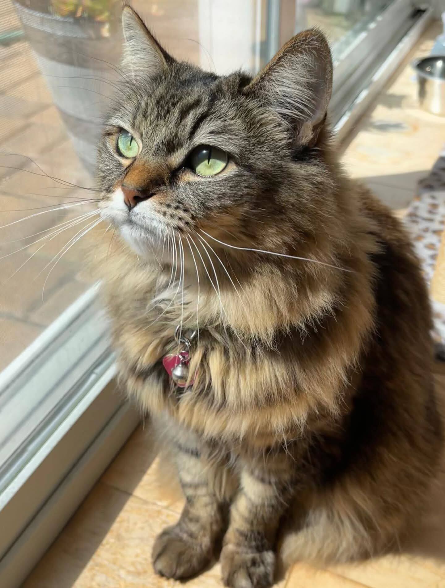 Magestic cat
