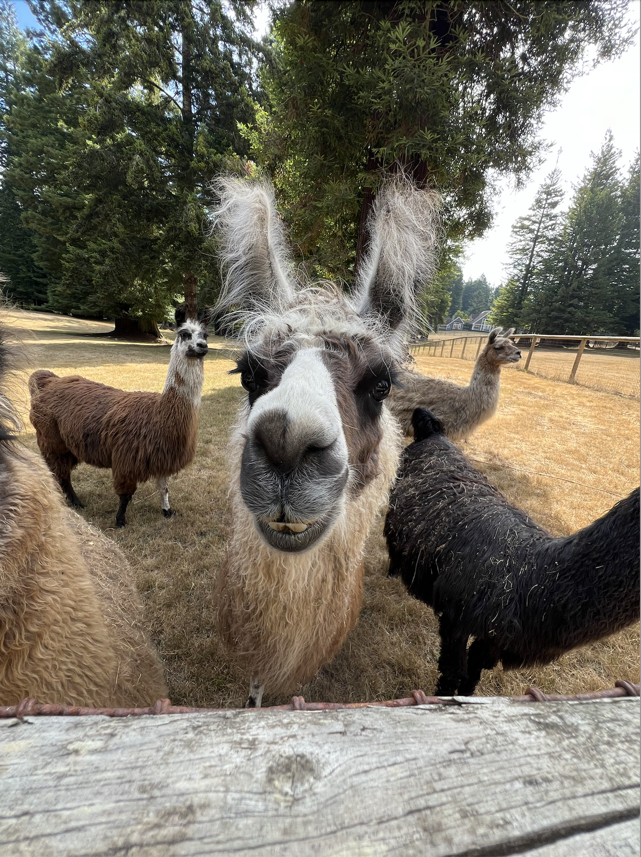llama