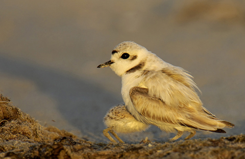 Plover and Chick