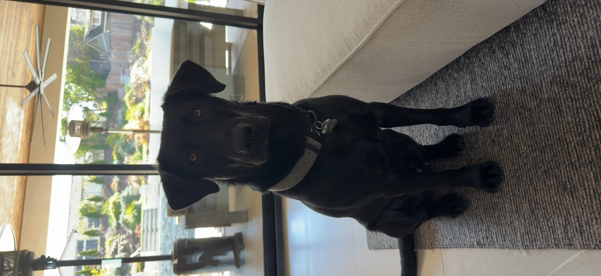 black lab