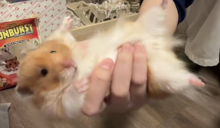hamster