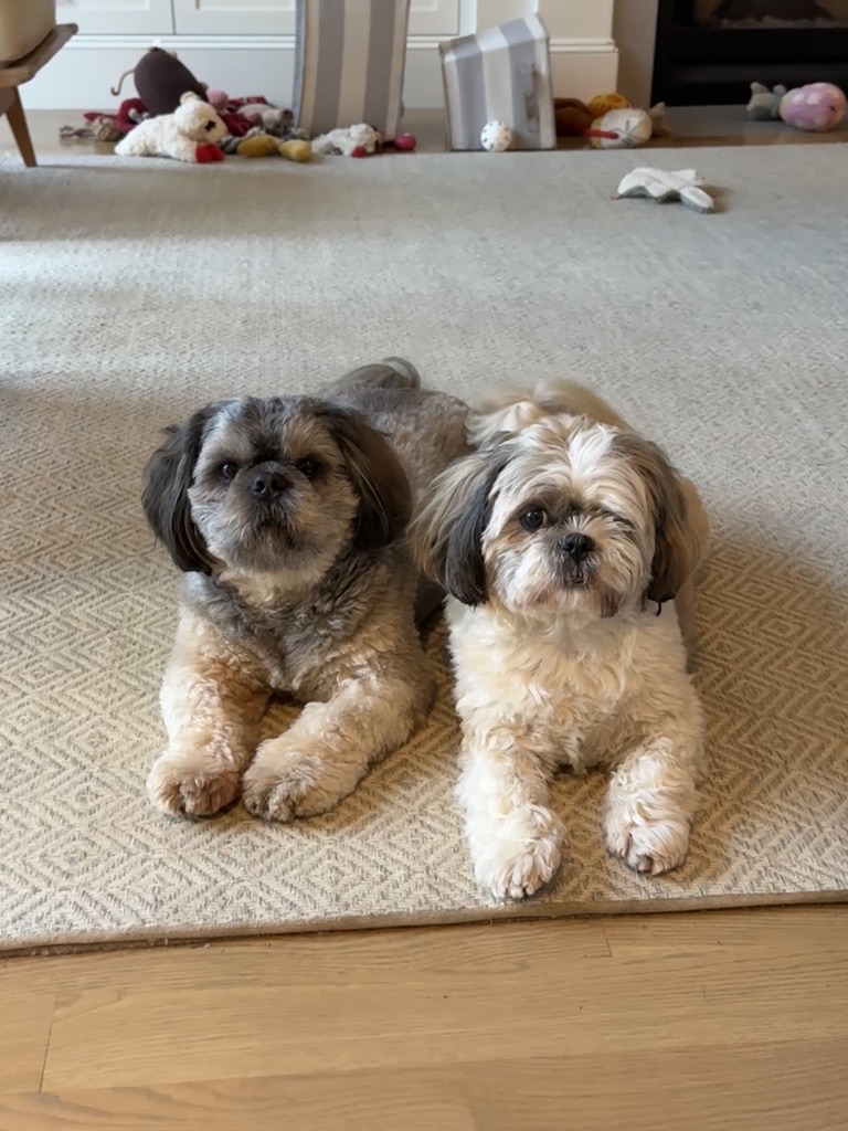 two dogs